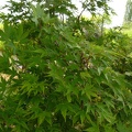 p1170924 acer jap vitifolium.jpg