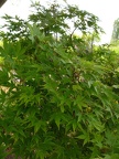 p1170924 acer jap vitifolium.jpg