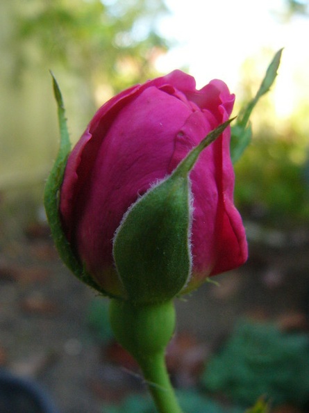 P1270750 sophy s rose.JPG