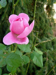 P1250770 mary rose.JPG