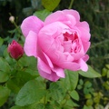 P1260840 mary rose.JPG