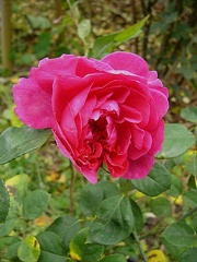 P1280143 sophy s rose.JPG