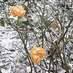 roseraie au jardin 17 decembre 2009