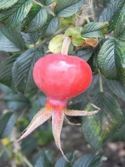 R0011151 r frau dag h.JPG