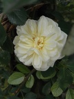 R0011186 gardenia.JPG