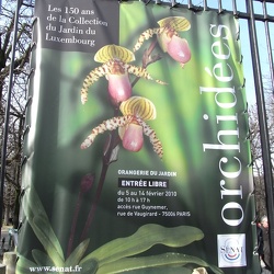 orchidees du jardin du Luxembourg