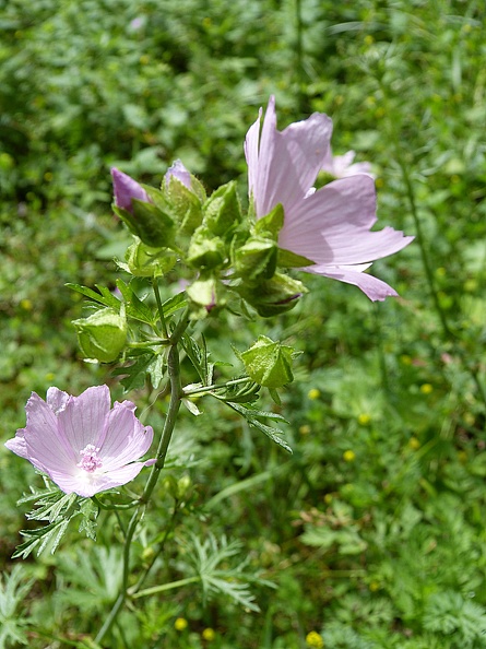 P1230341.jpg