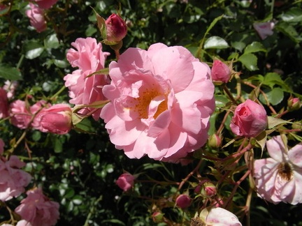 RIMG0012 palissade rose.JPG