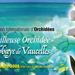 ORCHIDEES ABBAYE DE VAUCELLES