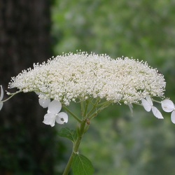 circuit hortensias PLOERMEL