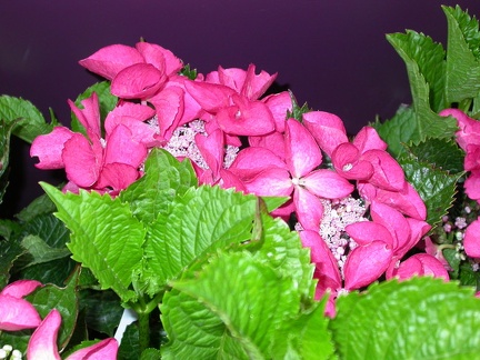 DSCN10026.JPG