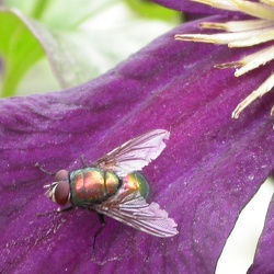les jardins du MIRAIL