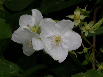 DSCN9786.JPG