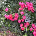 DSCN9185 rose cascade.JPG