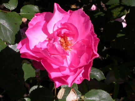 DSCN9274.JPG