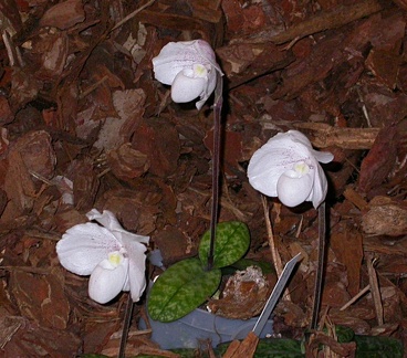 DSCN8676.JPG