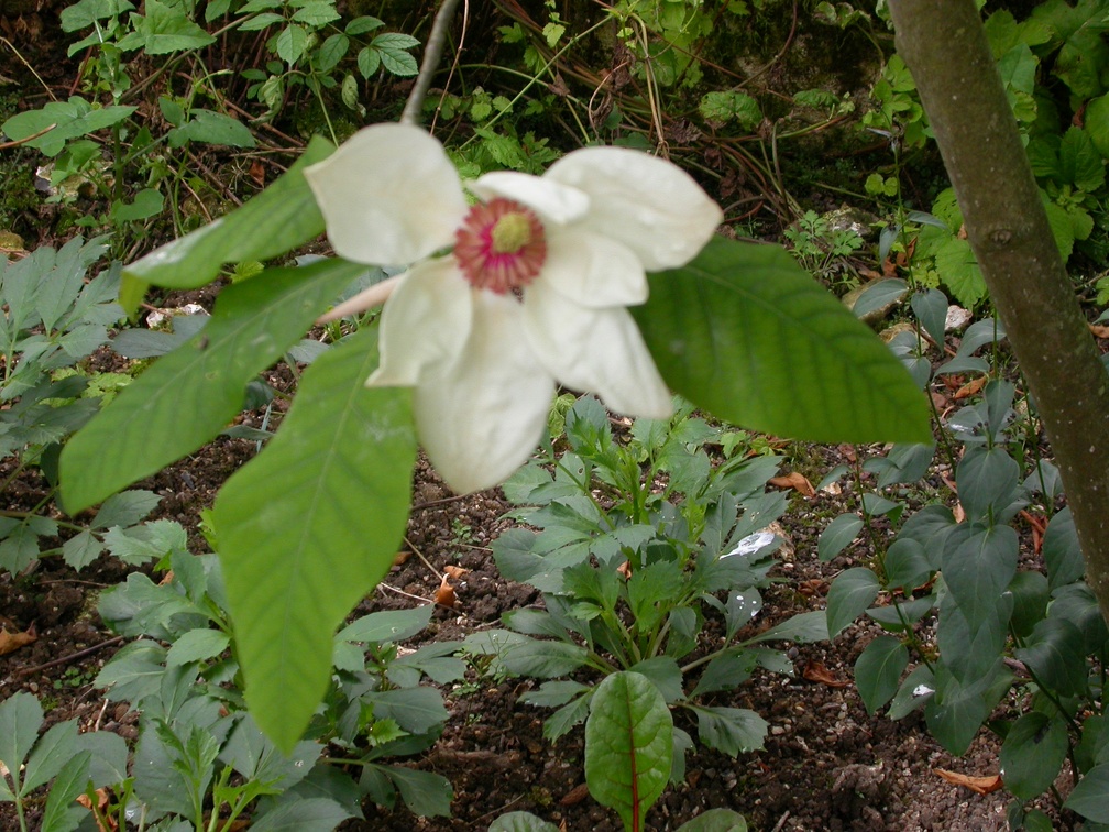 Magnolia ALAN COATES
dscn1710