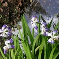 Iris ensata MONSTROSA
dscn1741