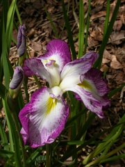 Iris ensata MLAIT SUKERENAI
dscn1742