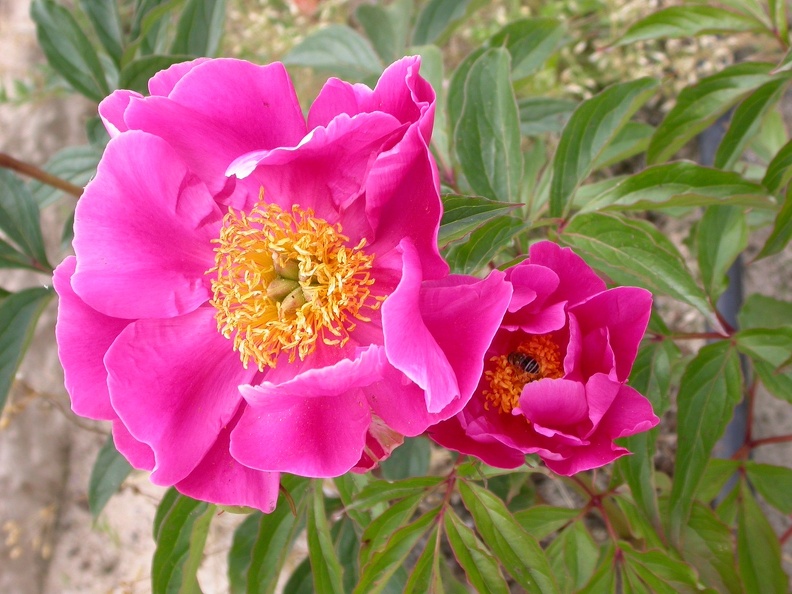 pivoine arb. TAMAFUYON
00000044