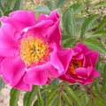 pivoine arb. TAMAFUYON
00000044