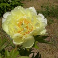 pivoine arb. BARTZELLA
00000046
