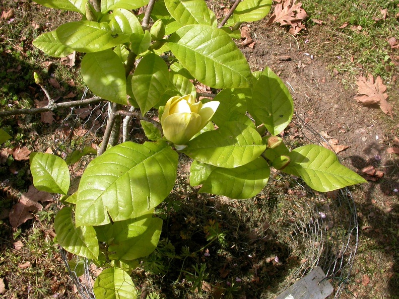 magnolia acuminata YELLOW BIRD
DSCN0593