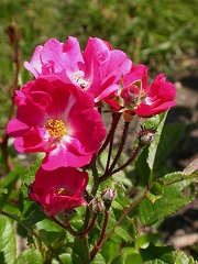 dscn7091 orleans rose