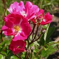 dscn7091 orleans rose