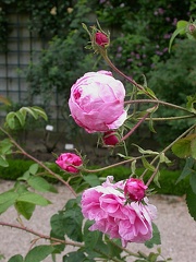 dscn7233 rosa centifolia