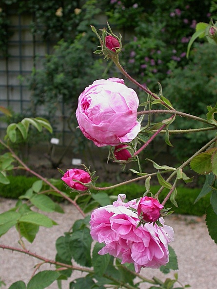 dscn7233 rosa centifolia