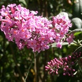 buddleia pink delight 2808