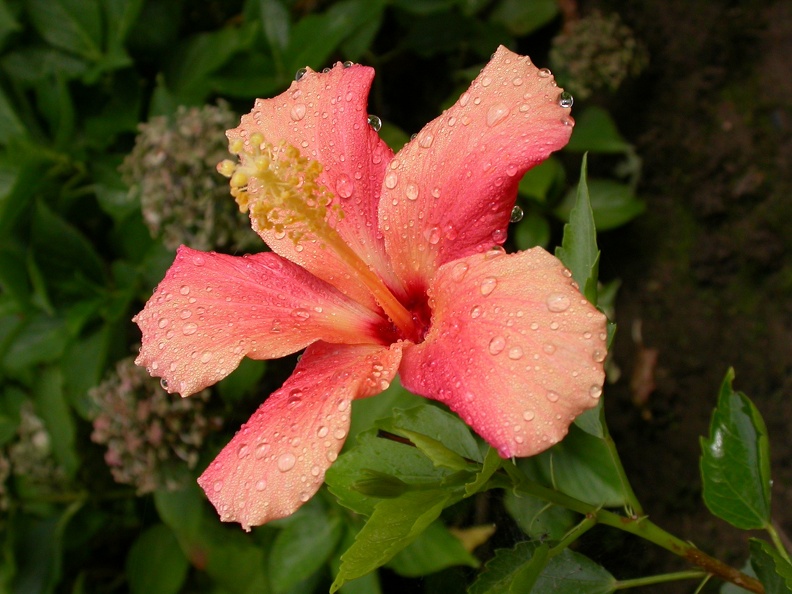 hibiscus 3386