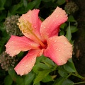 hibiscus 3386
