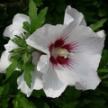 hibiscus syriacus 2086