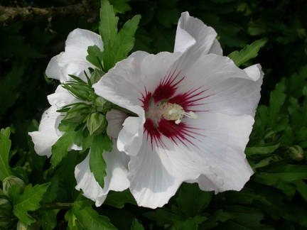 hibiscus syriacus 2086