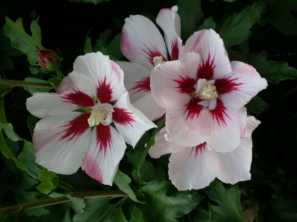 hibiscus syriacus 2112