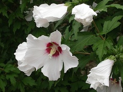 hibiscus syriacus 8144