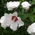 hibiscus syriacus 8144