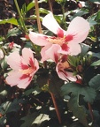 hibiscus syriacus hamabo