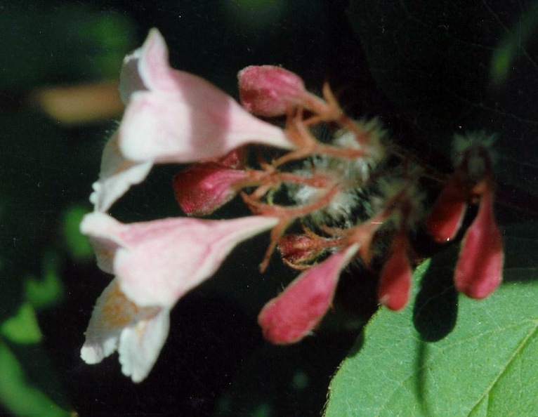 kolkwutzia amabilis