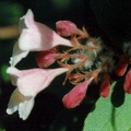 kolkwutzia amabilis