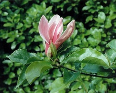 magnolia  nigra purpurea