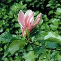 magnolia  nigra purpurea