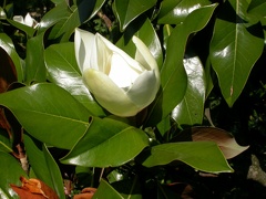 magnolia grandiflora 2173