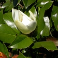 magnolia grandiflora 2173