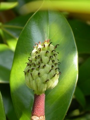 magnolia grandiflora 2174