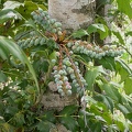 mahonia aquifolium 5299