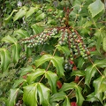 mahonia aquifolium 5564