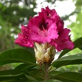 rhododendron souv du congo 5158